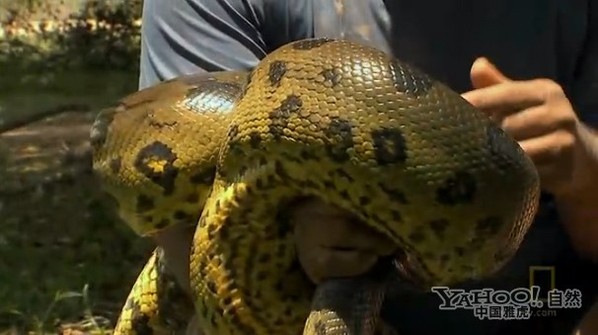 梦境解析,梦中与巨蛇的较量 梦境解析,梦中与巨蛇的较量