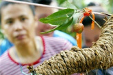 荔枝果,广东增城一棵400年的古荔枝树结出数十颗荔枝果，每颗售价达到55.5万元人民币。