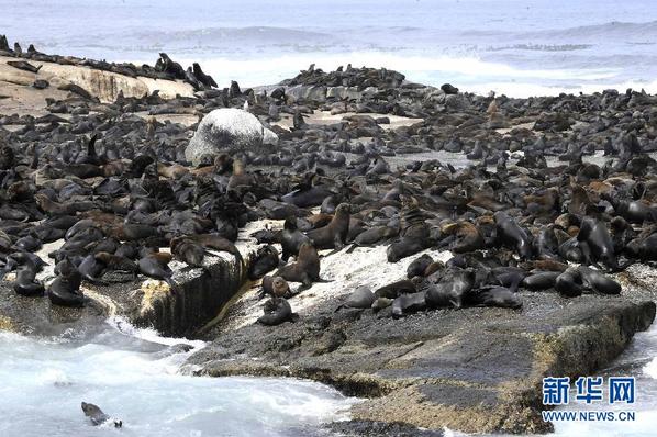 探秘南非德克岛 聚集万只海豹变乐园