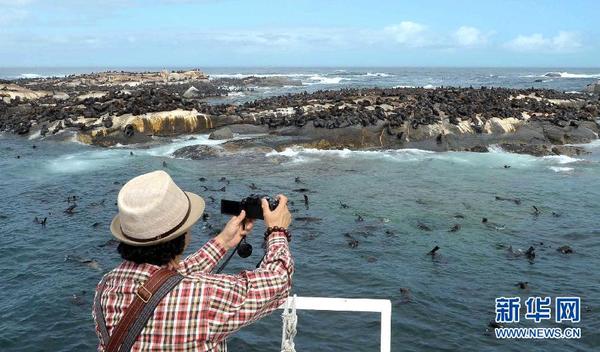探秘南非德克岛 聚集万只海豹变乐园
