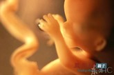 人们猜测，从这一时期开始，女性胎儿已经可以分泌阴道润滑物，阴蒂也已经可以勃起了，只是这些反应并不容易观察到。
