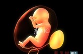 胚胎在母体中要经过漫长的10个月(大约40周)的分化发育才能来到人间。正常情况下，胚胎发育到8-10周时，男性胎儿出现睾丸并开始分泌雄激素，雄激素使胎儿的外生殖器官向男性方向发展变化;没有睾丸的胎儿，因缺乏雄激素作用，外生殖器自然而然地朝女性方向发展。
