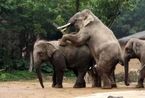 图组：罕见动物性爱 实拍令人瞠目结舌的大象交配