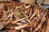 据英国《每日邮报》，拥有最大数量非洲象的喀麦隆成为偷猎者经常冒险光顾之地。受高额象牙交易的刺激，偷猎者在喀麦隆的野生动物园对温顺的大象开枪挥刀，将象牙残忍取走，留下被肢解的大象躯体腐烂发臭。据悉，动物保护人员仅在一处就发现了35具大象的尸体，而且自今年年初以来，Bouba N'djida国家公园就已经发现400只大象被杀死，象牙被取走。当地的大象保护工作防不胜防，亟需加大保护力度。