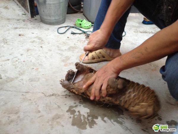 图组：血肉模糊的保护动物 国人活剥碎食穿山甲全程实拍