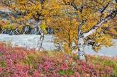 九月的赫伦瀑布(Hraunfossar Waterfalls)看起来应该跟维京时代差不多：桦树、沼泽越桔(bog bilberries)，以及裹挟着淤泥的白色Hvítá河。这个瀑布是由一汩汩从两岸流下的泉水汇合而成。（摄影师：Orsolya、Erlend Haarberg）