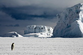 可爱的企鹅经常给人留下搞笑幽默的印象，然而，这种生活在南极大陆的动物却过着十分艰难的生活。
如同记录影片《帝企鹅日记》中所描述的那样，以下由纽约摄影师Camille Seaman拍摄的“一只企鹅的一生”系列作品，让人们有机会了解企鹅在冰冷的南极大陆所忍受的艰难。体态笨重的企鹅在冰雪天气中要度过半生。
不幸的是，他们的极地栖息地却处在危险当中，正是这种明显存在危险激发摄影师记录它们的生活。除此以外，摄影师Camille还经常飞赴北极地区，拍摄冰雪世界的美景以及那里壮美的动物。
