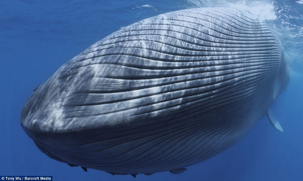 一头蓝鲸遭轮船撞击身体断裂死亡