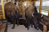 美国德克萨斯州乡下一家人在家中养了两头野牛当宠物。63岁的男主人RC Bridges曾是一名牛仔和驯马师，数年前因为一只眼睛变瞎而不得不把家里的野牛卖掉，只剩下一头当作宠物来样。加上别人送来的另一头小野牛，Bridges和拥有一般印第安人血统的妻子Sherron在木屋里和这两头野兽朝夕相处，将他们当成一家人。性格暴烈的野牛被他们夫妻俩驯化得十分温顺，在家中从不乱来，深得主人喜爱。