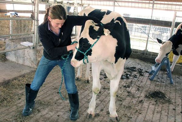 美国奶牛配有专业脊椎按摩师