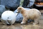 德国动物园新生北极熊首次公开亮相