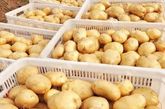 发芽土豆
马铃薯的嫩芽和变成绿色的皮中龙葵碱含量很高，食用易中毒。因此，发芽和表皮发绿的马铃薯不宜食用。
