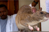 体重4公斤巨型老鼠入侵美国佛罗里达州
　　2012年3月，美国佛罗里达州遭遇巨型老鼠入侵，尽管当地政府一直在努力采取措施灭鼠，这种体重可达4公斤的大老鼠依然在迅速繁殖。这种老鼠学名冈比亚鼠（Gambian pouched rat），是世界上已知的最大鼠类，原产于非洲。它们可长到91厘米长，体重超过4公斤，甚至比家猫体型还大。
