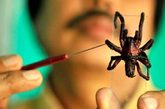 印度村庄遭毒蜘蛛群袭击 成群行动民众恐慌
　　2012年6月，印度阿萨姆邦萨迪亚村遭到毒蜘蛛群袭击，导致2人死亡多人受伤，当地掀起恐慌。而蜘蛛种类至今仍不明，给治疗带来麻烦。据当地村民称，最令人害怕的是蜘蛛往往成群来袭，并且其行为非常有攻击性。一名大学教授称，蜘蛛群会跳上任何接近它们的东西，受害者也是由于遭到跳到身上的蜘蛛咬噬才身亡的。
