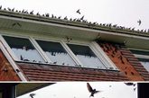 罕见鸟群“压顶” 英夫妇房屋遭500只鸟包围
　　2011年9月，居住在英国伍斯特郡的里斯曼夫妇经历了一场希区柯克《群鸟》式的洗礼。突然在一天清晨，他们的房子被大约500只麻雀、乌鸦和其他鸟类包围，夫妇俩的房屋霎时变成“鸟巢”。里斯曼夫人说：“我在这里住了三十年，还从没遇到这样的奇事。天空中黑压压一片全是鸟，排水管中都是鸟尾巴，我们的房子成了小鸟沙龙。”
