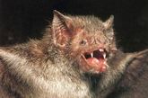 携带狂犬病毒蝙蝠袭击秘鲁 500人被咬伤
　　 2010年8月，携带狂犬病毒的蝙蝠在秘鲁亚马逊地区横行，当地卫生部门表示已有500人被咬伤，其中4名儿童病情严重，可能死亡。此次疫情发生在秘鲁北部Urakusa地区的一个土著居民聚集地。
