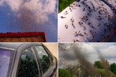 白俄罗斯遭到蚊子“入侵” 铺天盖地犹如乌云
　　2012年5月，白俄罗斯Nikoltsy Myadel地区遭到大量蚊子的“入侵”，蚊子聚集在一起形成了铺天盖地巨大的黑色“乌云”，让人看得不寒而栗，浑身鸡皮疙瘩。
