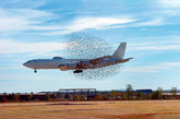 军用飞机惨遭鸟群围攻 飞行员安全降落
　　2010年11月，一架军用飞机在即将降落前忽然被一群鸟类瞬间席卷吞没，当时的情形看起来就像阿尔弗雷德•希区柯克的小说《群鸟》的场景一样。据称，这架美国海军飞机在临近阿肯色州史密斯堡地区机场的跑道时忽然惨遭鸟群突袭，不过这家飞机竟然奇迹般的毫无损伤幸免于难，更幸运的是，这架耗资8800万英镑的飞机E-6B的驾驶员面对鸟群围攻面无惧色，最终镇定自若的将飞机安全降落。
