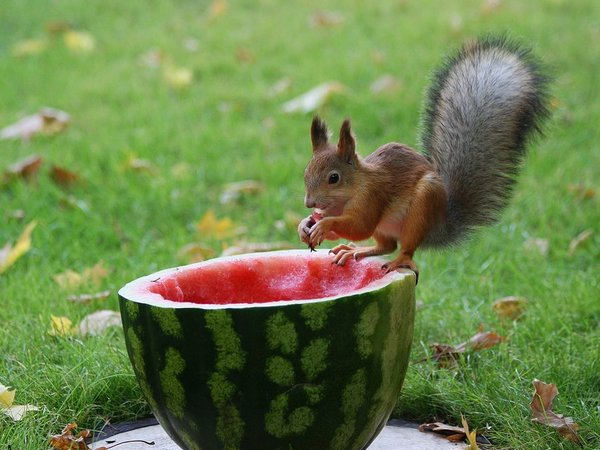 动物夏天吃西瓜众生相