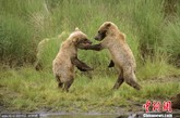美国阿拉斯加州，在卡特迈国家公园布鲁克斯河河岸上，灰熊们正在嬉戏玩耍。在玩耍过程中，幼熊用后腿站立起来，开始“动手动脚”。一只小熊用前爪拍打另外一只熊的脸部，仿佛在扇耳光一般。后腿站立的他们在密切注视妈妈的行动同时，也自娱自乐，如同在跳舞。这些幼熊正在和他们的母亲学习捕鱼技巧，以警队几个月长的冬眠。