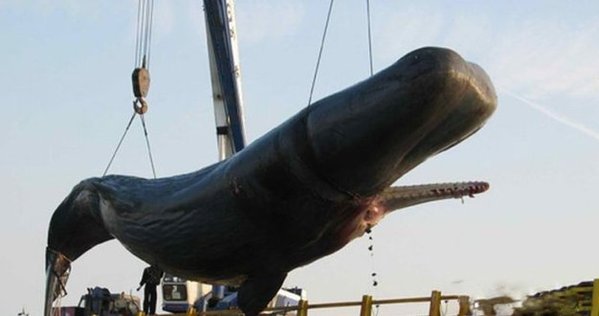 揭秘50吨巨鲸离奇自爆 街头内脏横飞