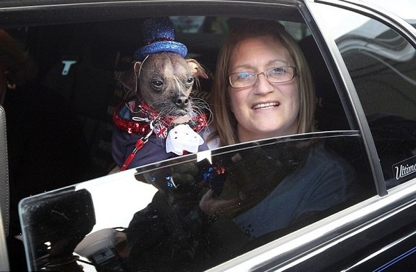 英国搜救犬今日获得选“最丑狗”称号