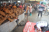 广西玉林洞口菜市销售狗肉的摊位前，片山空用下跪的行为来向狗谢罪。

