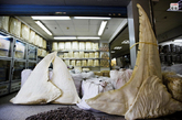 广州一家批发市场内，一家鱼翅专卖店店主透露，一只上等的鱼翅售价可以炒到1000美元。作为海洋中最古老的鱼类，有380个亚种的鲨鱼近年来因为鱼翅消费而急剧减少，部分种类濒临灭绝。
