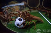 　当地时间2010年6月16日，德国水族馆举办“世界杯”， 小龙虾抱球“犯规”。图片来源：环球网