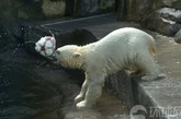 当地时间2012年6月3日，俄罗斯莫斯科，动物园的工作人员送给小北极熊一颗足球，它显然为欧洲杯兴奋不已，顶着球开心的玩了起来，最后虽然玩累了，它还是紧紧的抱着球啃个不停。图片来源：环球网