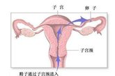 男性的睾丸从青春期开始就会制造精子，据估计睾丸每天会制造大约一亿只精子，平均每一秒钟就有一千只。这么惊人的生产力主要归功于睾丸内有数量庞大的精原细胞，持续进行减数分裂。成熟的精子进入副睾丸内贮存，在射精时和精液一起排出。每次射精时会有数千万、甚至上亿只的精子排出，跟随精子进入女性身体。

