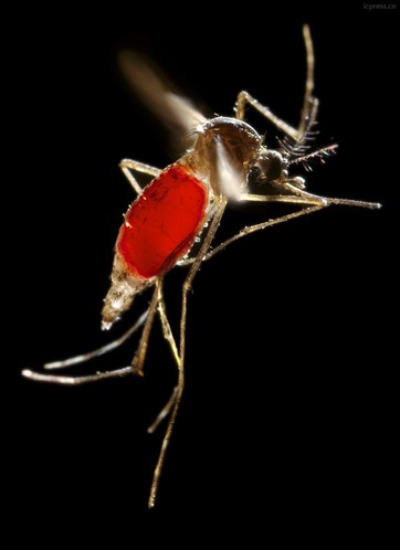 防蚊17妙招 蚊子喜欢咬哪些血型的人(图)
