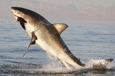 英国摄影师Dan Callister拍摄的大白鲨捕食海豹的画面令人惊骇不已。摄影师Dan定期会前往南非开普敦的海豹岛观光摄影。为拍摄到完美画面，他用海豹作为诱饵来引诱大白鲨。一头大白鲨跃出海面捕捉海豹时，由于用力过猛，不幸掉了一颗牙齿，但这丝毫未影响其在空中舞动身体，暴食海豹的精彩表演。
　　开普敦的海豹岛主要以鲨鱼捕捉食物的方式闻名于世。大白鲨从翻滚的波浪下面跳出水面，嘴里叼着捕捉到的海豹。当地的人们把鲨鱼出没的区域称为“死亡圈”，因为在鲨鱼出没的区域，海豹无一幸免
。