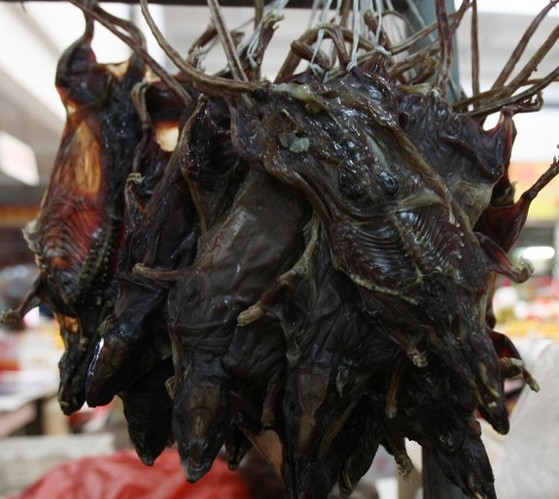 传鼠干补肾受欢迎 老鼠真的能吃吗_健康频道