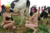 在这个全民选美的时代，奶牛也没能错过。山西省朔州市山阴县联举办首届“奶牛选美大赛”，通过奶牛的产奶质量、外貌、家族血统选出首届“奶牛小姐”冠军。 更找来比基尼模特为优质奶牛做“牛模特”，与奶牛亲密接触。