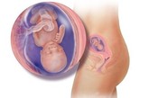 完美孕育全面解析：十二周

胎儿现在身长大约有65毫米，从牙胚到趾甲，身体的雏形已经发育完成。胎儿的手指和脚趾已经完全分离，一部分骨骼开始变得坚硬，并出现关节雏形。在未来6个月胎儿的主要任务就是努力地从母体中汲取养份，然后茁壮成长，直到能够脱离温暖舒适的子宫，去适应外面的世界。

