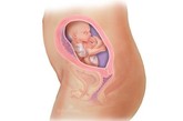 完美孕育全面解析：廿六周

现在胎儿的体重在800克左右，坐高约为22厘米。这时皮下脂肪开始出现，胎儿全身覆盖着一层细细的绒毛。现在你应该做一个血液检查，除了孕期糖尿病外，一些孕妇的贫血现象会在此时加重，应该根据医生建议进行防治。有的孕妇此时开始出现下肢水肿，预防的办法是，注意不要长时间站立或行走，休息或睡觉时要把脚垫高，这样有利于下肢静脉血液回流。

