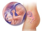 完美孕育全面解析：十四周

现在你的子宫已经长大许多，但周围的人还不太容易看出你怀孕了。因为目前胎儿还很小，实际上只有76-100毫米，体重大约28克，胎儿的手指已经开始长出代表他(她)个人特征的指纹印。进入孕中期后，流产的危险性在减小，这时，许多孕妇难以忍受的早孕症状开始减轻，晨吐趋于平静，胃酸代替了恶心。这个时期孕妇阴道的分泌物开始增多。

