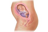 完美孕育全面解析：二十周

健康地进入孕中期你一定很欣慰吧，现在胎儿的身长已经达到16.5厘米，体重达到250克。胎儿的感觉器官进入成长的关键时期，大脑开始划分专门的区域进行嗅觉、味觉、听觉、视觉以及触觉的发育。如果胎儿是个女孩，她的卵巢里现在大约有6百万个卵，在她出生时卵的数目将逐渐减少到1百万。

