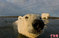 “猛兽”也温柔：阿拉斯加北极熊不惧镜头频卖萌