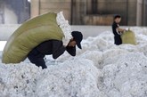 安徽省芜湖市的一家棉花采购站内，一名工人弯下腰背起一满袋棉花。