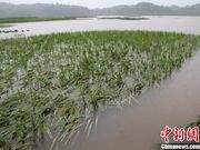 暴雨致湖南临武千亩稻田被淹没