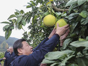 习近平赴湘西调研 