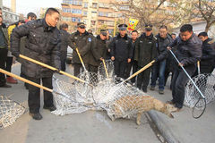 郑州执法队百余人抓狗