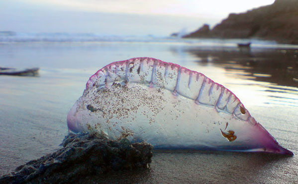 巴西海滩现神秘紫色透明剧毒海洋生物(图)