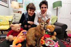 英猫咪1个月偷17只布偶被禁足