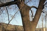 安氏大院一处废弃的老宅院里，仍保存着一株树冠庞大的皂角树，据新郑市绿化委员会2010年设置的古树名木铭牌显示，该树已有320年树龄。
（实习编辑：容少晖）