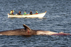 英海滩现一幼年鲸鱼尸体