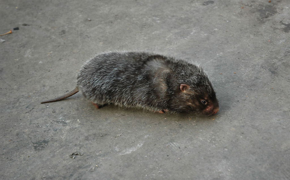 巨大变异老鼠入侵民宅 最大近半米长 