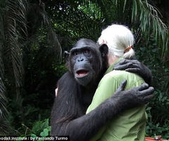 猩猩获救后拥抱施救者